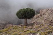 Local landscape 