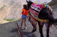 Tourist with a horse 
