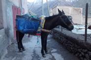 Donkey 
