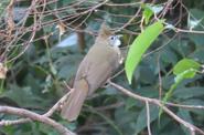 Cambodia Birds