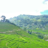 Green hills