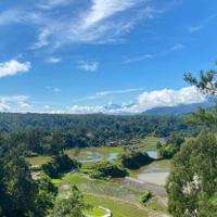Local landscape 