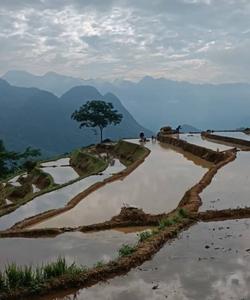Local landscape 