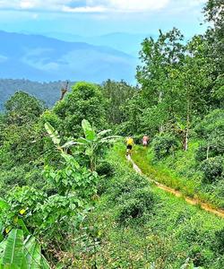 Local landscape 