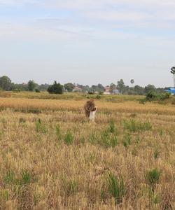 Cambodia Travel