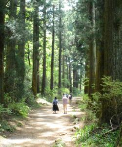 Cedar Avenue Hakoe