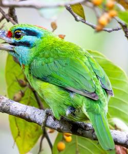 Cambodia Birds