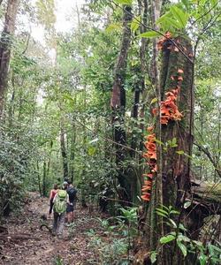 Cambodia Hiking