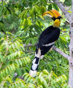 Cambodia Birds