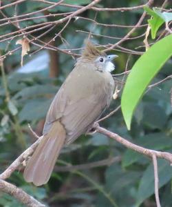 Cambodia Birds
