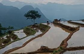 Local landscape 